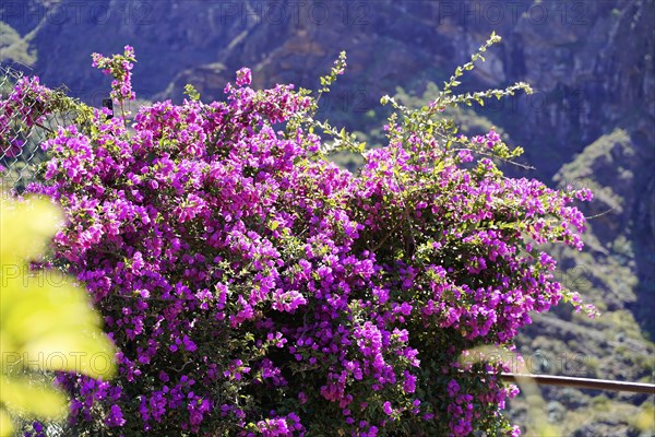 Mountain village Masca, Masca Gorge, Montana Teno Mountains, Tenerife, Canary Islands, Spain,