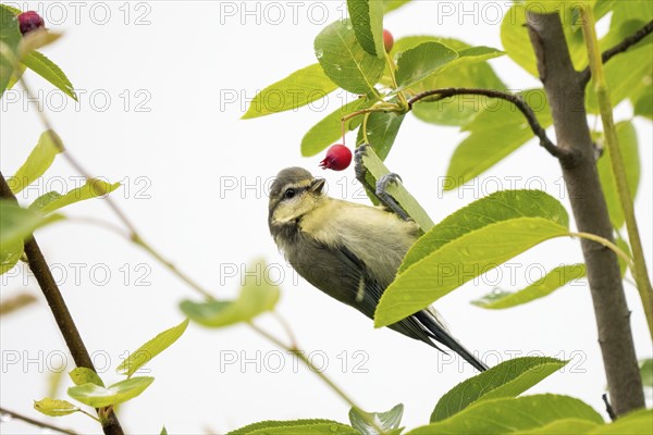 A young blue tit (Cyanistes caeruleus, Parus caeruleus) hangs on a leaf of the snowy mespilus