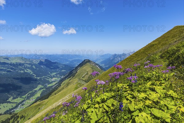 Alpendostyles (Adenostyles) and aconite (Aconitum napellus), on the Wildengundkopf, 2238m, Allgaeu