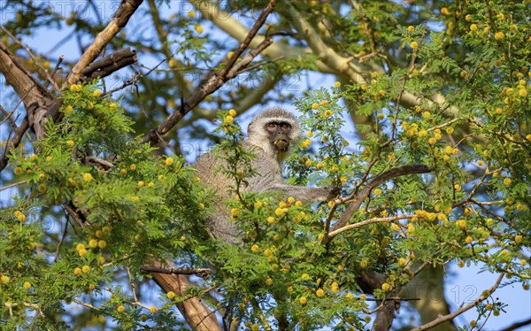 Southern vervet monkey (Chlorocebus pygerythrus) sitting in a flowering tree, eating yellow flowers