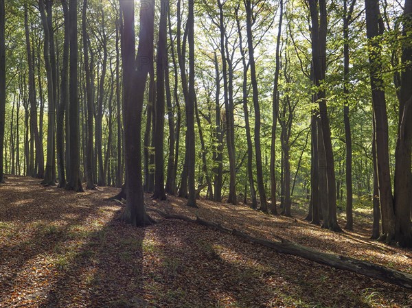Sunlight floods deciduous forest with long shadows, the autumnal ambience emphasises the beauty of