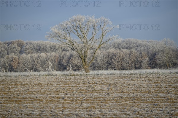A single tree on a frozen field in front of a forest in a frosty winter landscape, Frosty winter