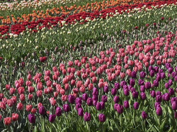 A huge field with colourful tulips in different rows of red, orange, pink and white, many