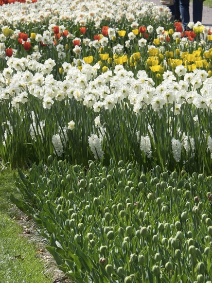 Flower bed with wild daffodils and yellow tulips in a sunny garden, many colourful, blooming tulips