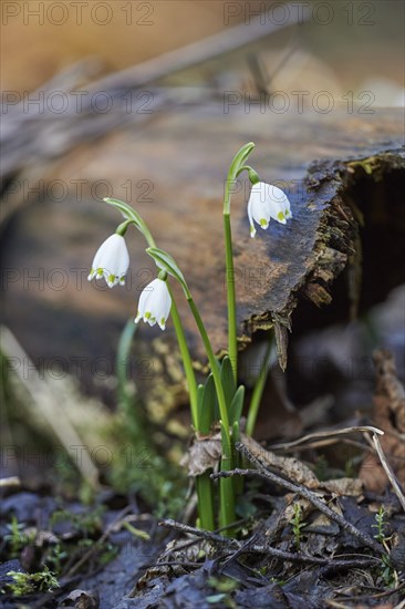 Close-up of spring snowflake (Leucojum vernum) blooming in spring, Bavaria, Germany, Europe