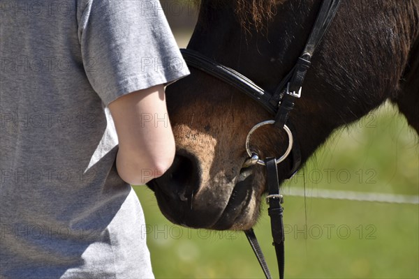 Detailed view of Icelandic horse and rider with horse's mouth, bit and bridle