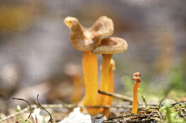 Close-up of a Yellowfoot (Craterellus tubaeformis) in forest in autumn