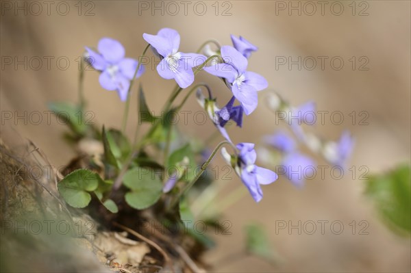 Close-up of common dog-violet (Viola riviniana) blossoms in spring