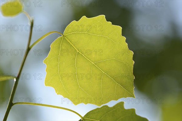 Close-op of European aspen (populus tremula) leafes in a forest in spring