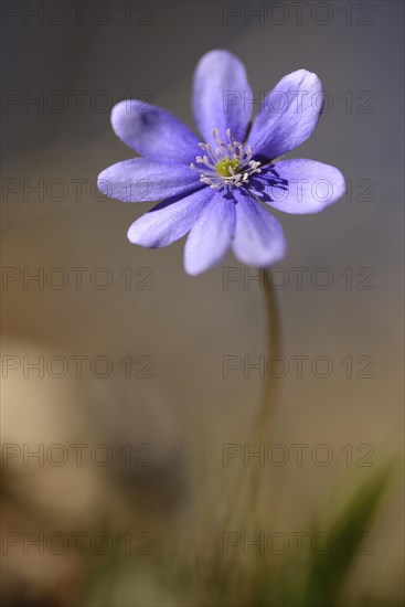 Close-up of a Common Hepatica (Anemone hepatica) blossom in a forest on a sunny evening in spring