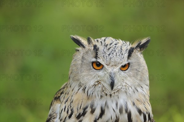 Owl (Bubo bubo sibiricus) portrait on a meadow, captive
