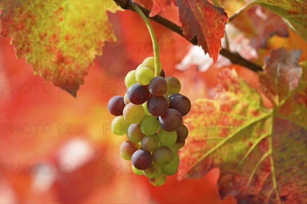 Vine, grapevine, branch with grape umbel and red vine leaves in sunlight, Moselle,
