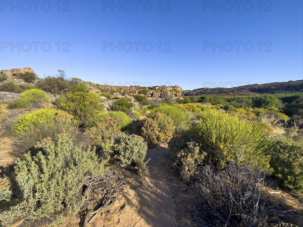 Hiking trail Sevilla Art Rock Trail, dry landscape with green bushes, Cederberg Mountains, near