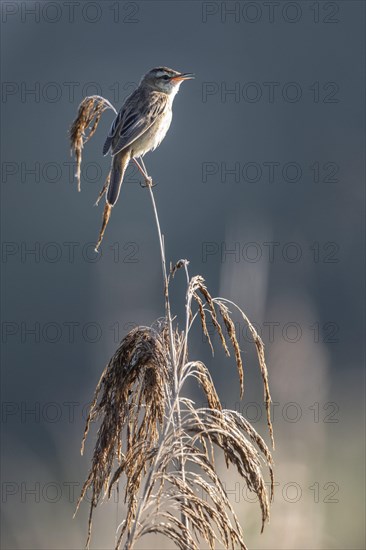 Sedge warbler (Acrocephalus schoenobaenus), Lower Saxony, Germany, Europe