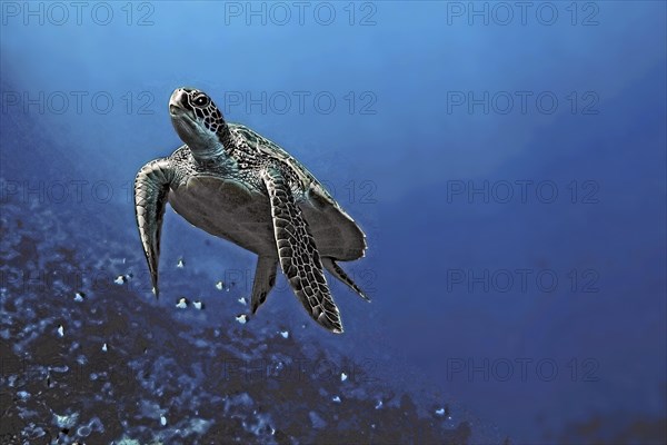 Green turtle, green turtle (Chelonia mydas), Wakatobi Dive Resort, Sulawesi, Indonesia, Asia