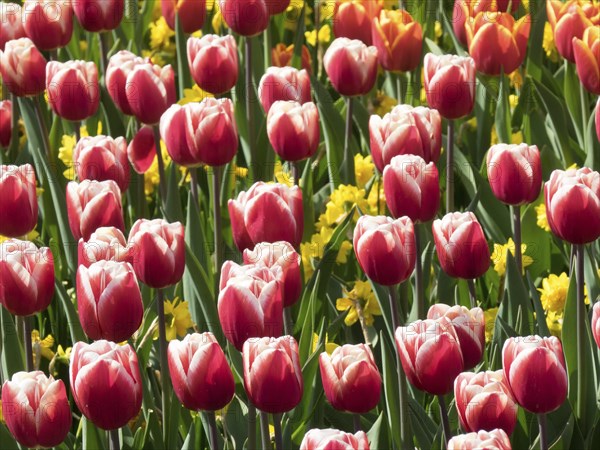 Red tulips and wild daffodils create a cheerful and colourful spring landscape, lots of colourful,