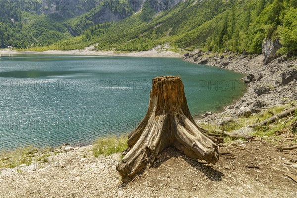 Tree stump at a lake with surrounding mountains in a natural green landscape, turquoise green