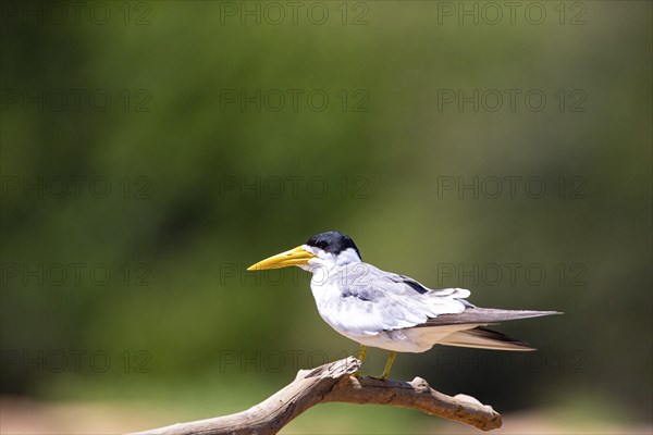 Large-billed Tern (Phaetusa simplex) Pantanal Brazil