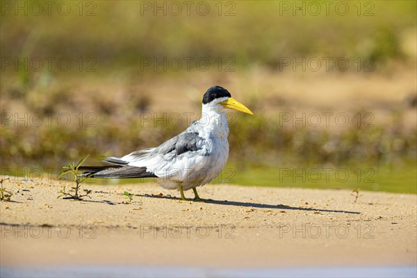 Large-billed Tern (Phaetusa simplex) Pantanal Brazil