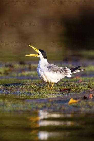 Large-billed Tern (Phaetusa simplex) Pantanal Brazil