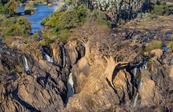 Kunene River, waterfall and African Baobab (Adansonia digitata), in the evening light, Epupa Falls,
