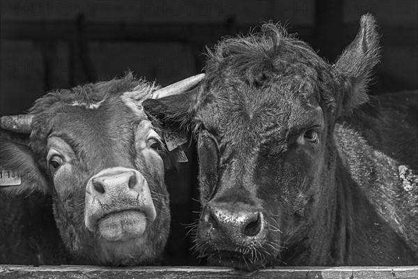 A Limousin and an Angus cattle look out of the stable door, Franconia, Bavaria, Germany, Europe
