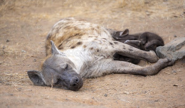 Spotted hyenas (Crocuta crocuta), adult female, lying down, suckling her young, Kruger National