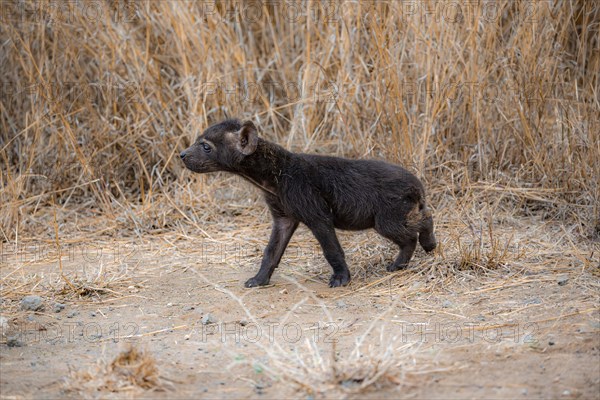 Spotted hyenas (Crocuta crocuta), male young, Kruger National Park, South Africa, Africa