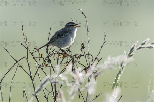 Sedge warbler (Acrocephalus schoenobaenus), Lower Saxony, Germany, Europe