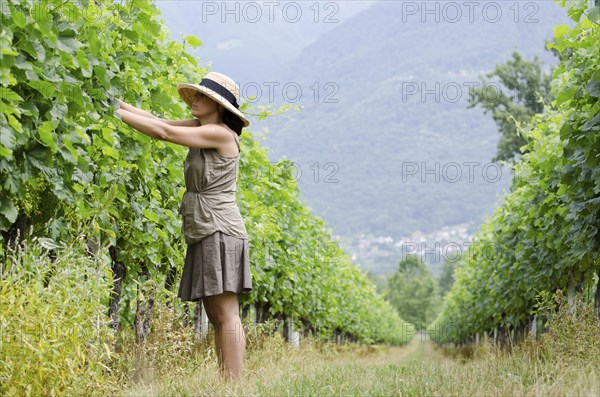 Farmer Woman with Straw Hat and Skirt Working in a Green Vineyard in a Sunny Day in Ascona, Ticino,