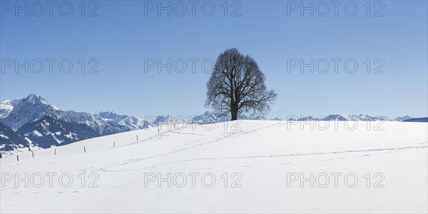 Peace lime tree (Tilia) on the Wittelsbacher Hoehe, 881m, Illertal, Allgaeu, Bavaria, Germany,