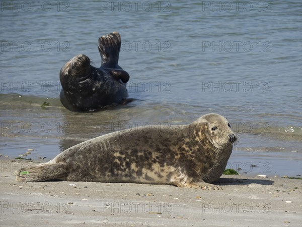 Two seals on the beach, one lying in the sand, the other lying on his back in the water,