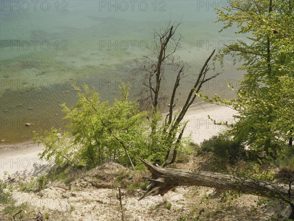 A rocky coastline with a sloping sandy beach, trees and clean water, Green trees on a Baltic Sea