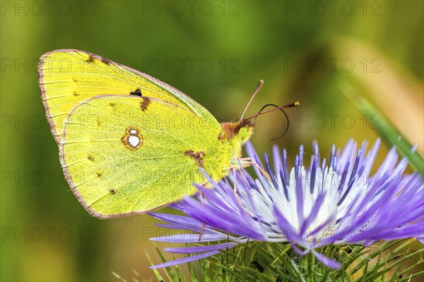 Clouded Yellow, Colias croceus, butterfly, Albania, Europe