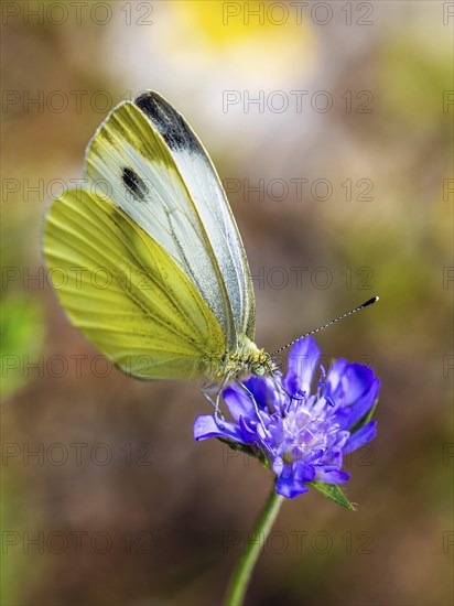 Large White, Pieris brassicae, butterfly on pink flower