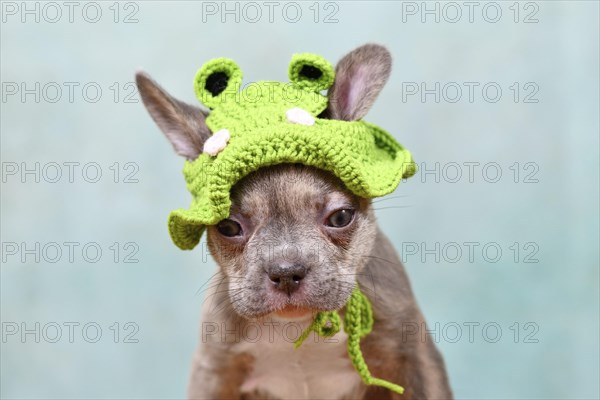 Cute young Lilac Brindle French Bulldog dog puppy with knitted frog hat