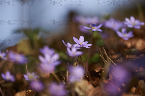 Common hepatica (Anemone hepatica) Blossoms in a forest, Bavaria, Germany, Europe