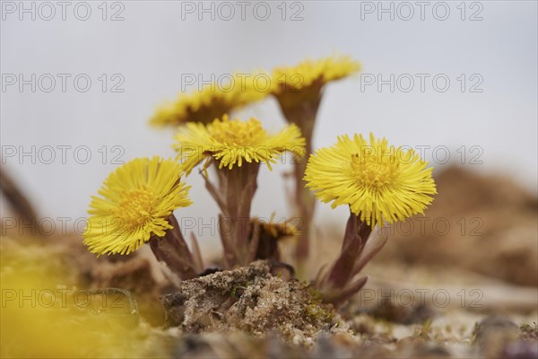 Close-up of coltsfoot (Tussilago farfara) blooming in a sandpit in spring, Bavaria, Germany, Europe
