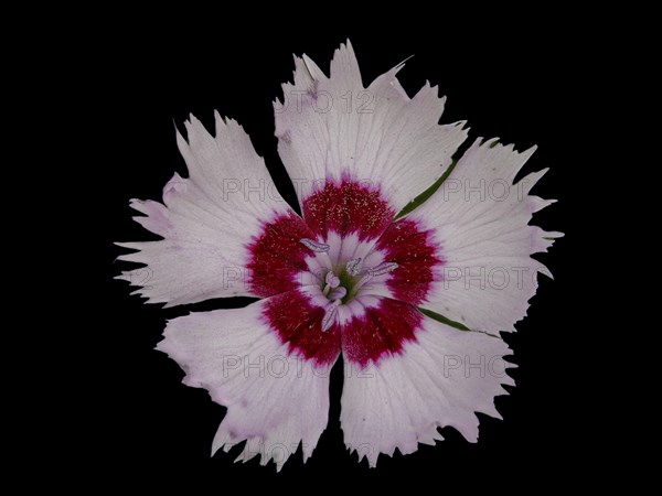 Flower of a fragrant garden carnation (Dianthus), Leimbach, Thurgau, Switzerland, Europe