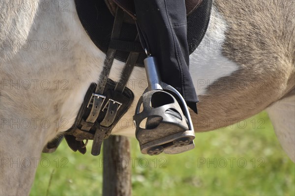 Close-up of rider's leg and stirrup during training of an Icelandic horse equipped with saddle, bit