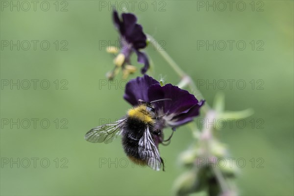 Early bumblebee (Bombus pratorum) on cranesbill (Geranium phaeum), Emsland, Lower Saxony, Germany,