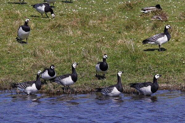 Barnacle geese, barnacle geese (Branta leucopsis), flock in a meadow by the water, North Sea coast,