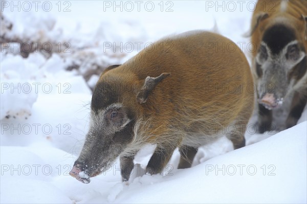 Close-up of a red river hog (Potamochoerus porcus) in winter