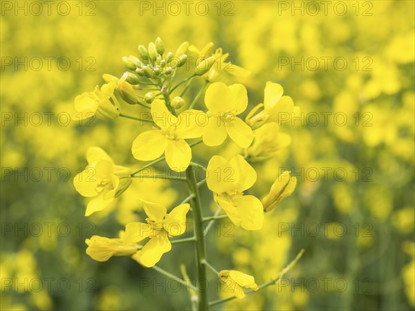 Rape in bloom in a rape field, near Riegersburg, Styria, Austria, Europe