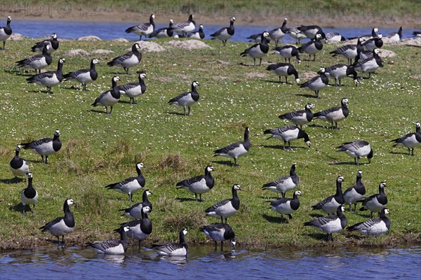 Barnacle geese, barnacle geese (Branta leucopsis), flock in a meadow by the water, North Sea coast,