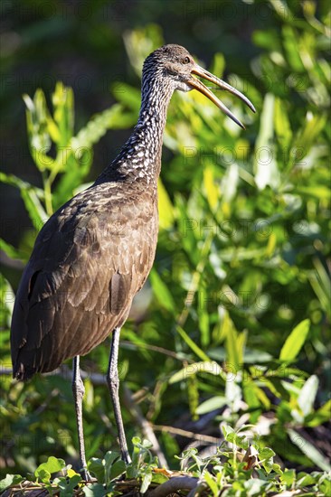 Limpkin (Aramus guarauna) Pantanal Brazil
