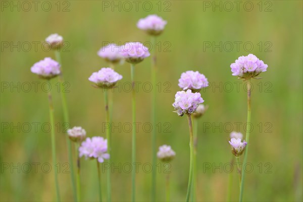 Sea thrift (Armeria maritima subsp. elongata) blossoms