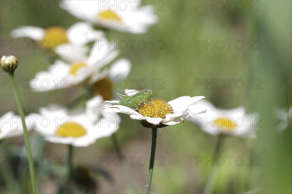 Speckled bush-cricket (Leptophyes punctatissima), young, daisies, macro, The larva of a leafhopper