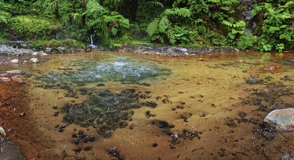 Hot natural thermal spring in Caldeira Velha with rocky shore, surrounded by lush ferns and green