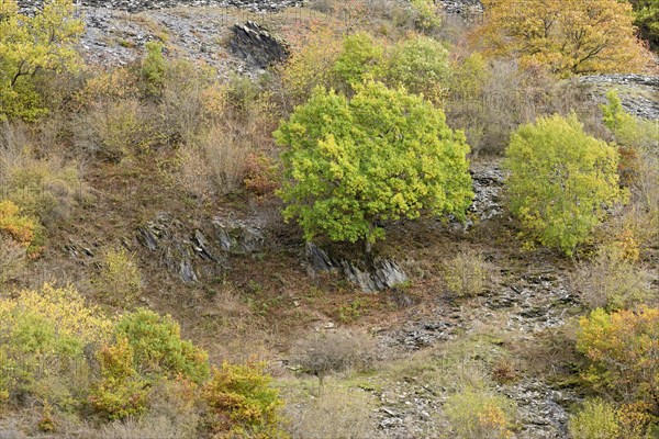 Deciduous trees with autumn leaves growing on the slope of a slate heap, Eastern Eifel,